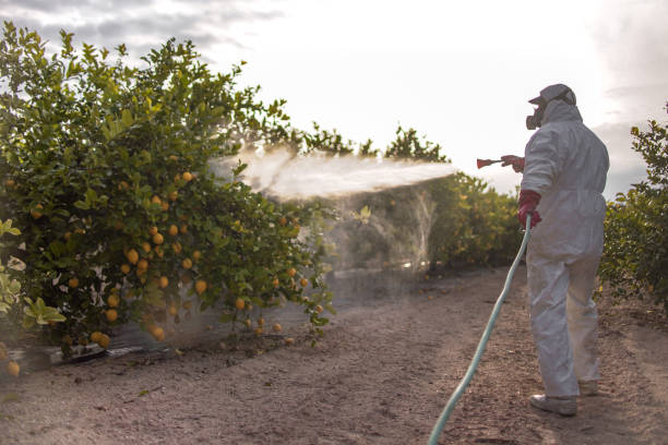 Best Emergency Pest Control  in Wahese, NC