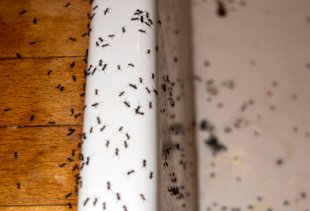 Reliable Wanchese, NC Pest Control Solutions