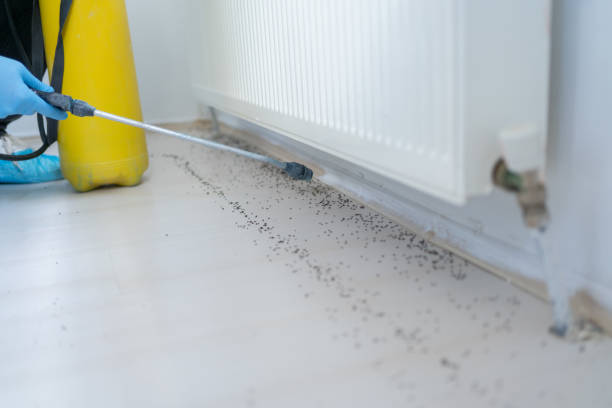 Best Emergency Pest Control  in Wahese, NC